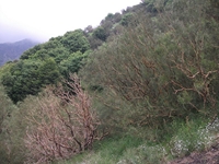 nte Rinatu-20110615 070